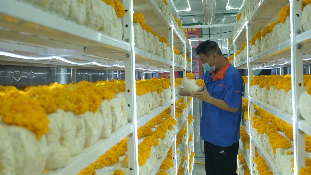 ɽ�|���f�����S�𡱮a(ch��n)�I(y��)����ġ������������Ƽ���(w��n)�a(ch��n)��